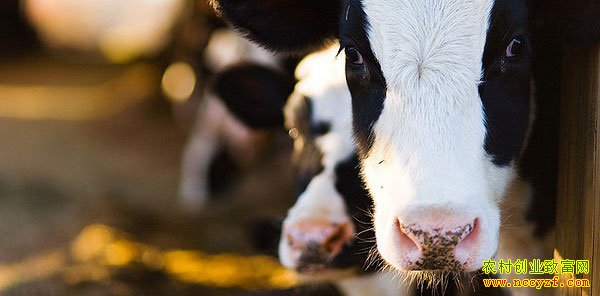 ������۸��������ƣ�������۸�� ũ��������˳���ţ��ֳҵ