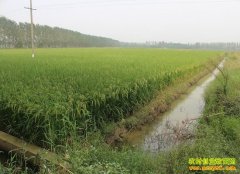 ��ֳ�¸�������������ֳС��ϺЧ�����