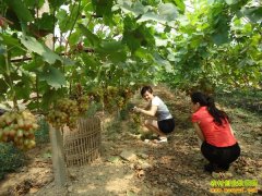 ����®����������ֲ�ߡ���Ʒ·�ߡ����Ѽ۸���