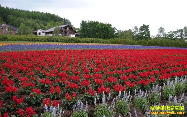 ���պϷʲܴ�ȡ��ֲ��ľ�����ۻ���5000������