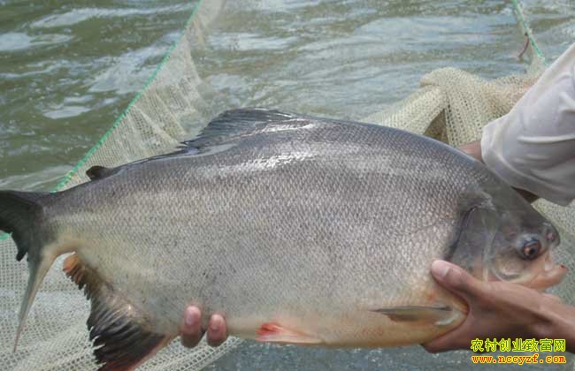 ��ˮ������ֳ