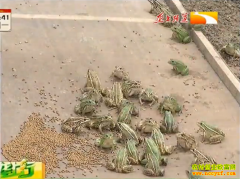 �¸��ð��������ղ���ܶ�������һĶ׬����