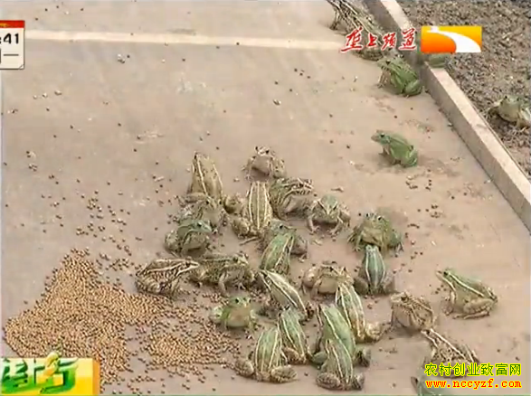 �¸��ð��������ܶ������� һĶ׬����