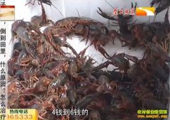 ����������С��Ϻ��������С��Ϻ С���������