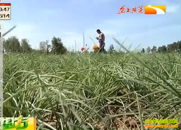 ��ֲ�¸��������ӱ��żҿ���������ֲ�ӹ�Ұ��׬��Ǯ