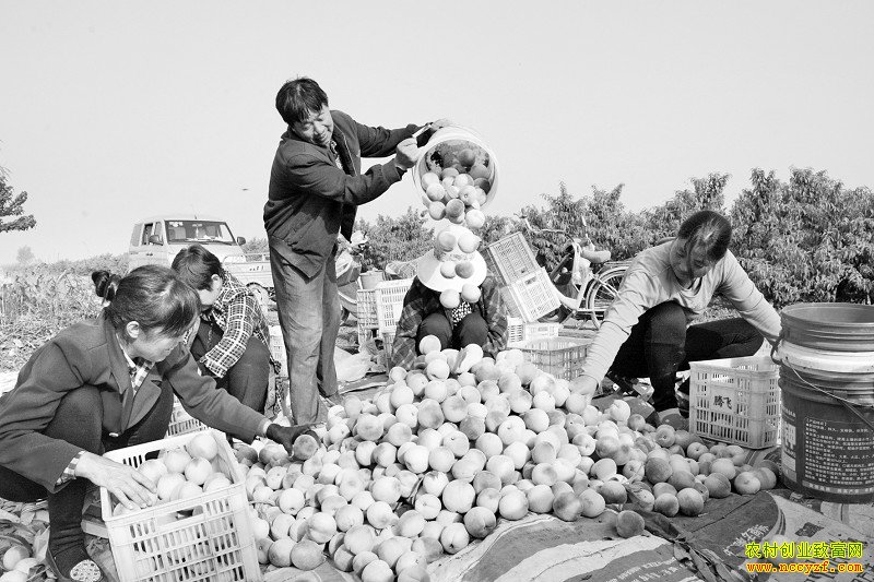 ɽ���˳����Ӽ۸�������ũ��