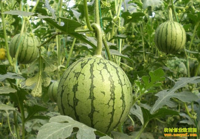 �������ϼ۸��������������й����������ϼ۸��ߵ�