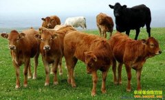 ������ţ׬Ǯ��ţ��۸�Ԥ�� Ͷ����ţ����̫äĿ