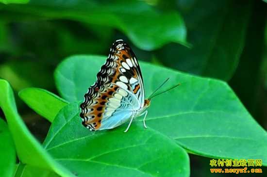 [ÿ��ũ��]�����ĲƸ������������㡢������ֳ