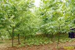 [�Ƽ�Է]�ӱ��ٳǸ�ʤ����ʯɽ���ֺ�����Ƶ