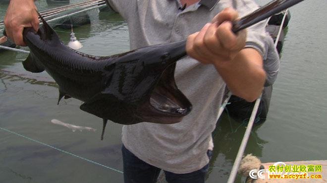 [�¸���]��������͵͵��ɽȥ��Ѽ���㴴ҵ�¸�