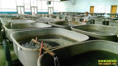 [ũ�����]��ˮ������ѭ��ˮ��ֳ������Ƶ