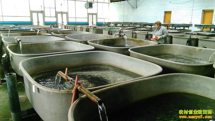 [ũ�����]��ˮ������ѭ��ˮ��ֳ������Ƶ