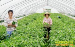 ���ɹš��߲˸硱�Ծ���ֲ�����߲˴���������