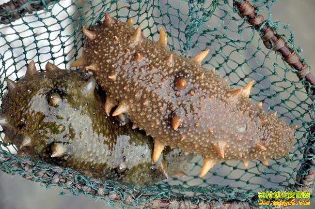 ɽ����ī������ֳһ�������������ϰ���