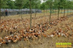 ������ˮ�غ�ï��������������׬������