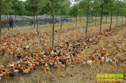 ������ˮ�غ�ï��������������׬������