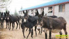 �����γ�����������¿��ҵ������8��Ԫ