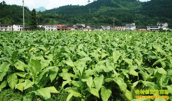 ��ֲʲô��׬Ǯ����ֲ��Ŀѡ�������¸�