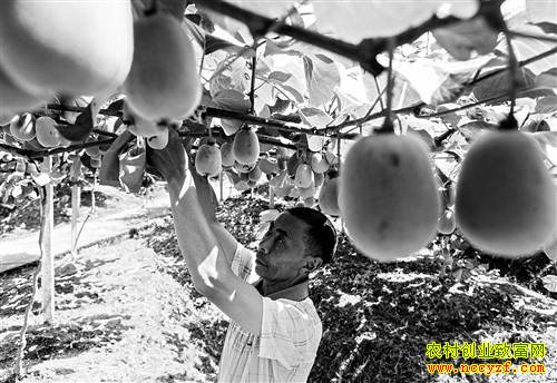 ����ǭ����⨺����״�Ч���