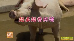 [ÿ��ũ��]��Щ�����ϲ��Ժ� �Բ�Ҷ�������۸�