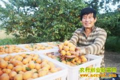 ɽ����ƽ��ΰ����ֲ������2Ķ��׬3��Ԫ