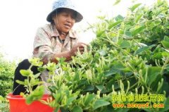 ɽ�����ȣ������������̶�������ÿĶ������ǧԪ