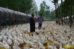 ɽ����̨�����º���ģʽ����������Ч��