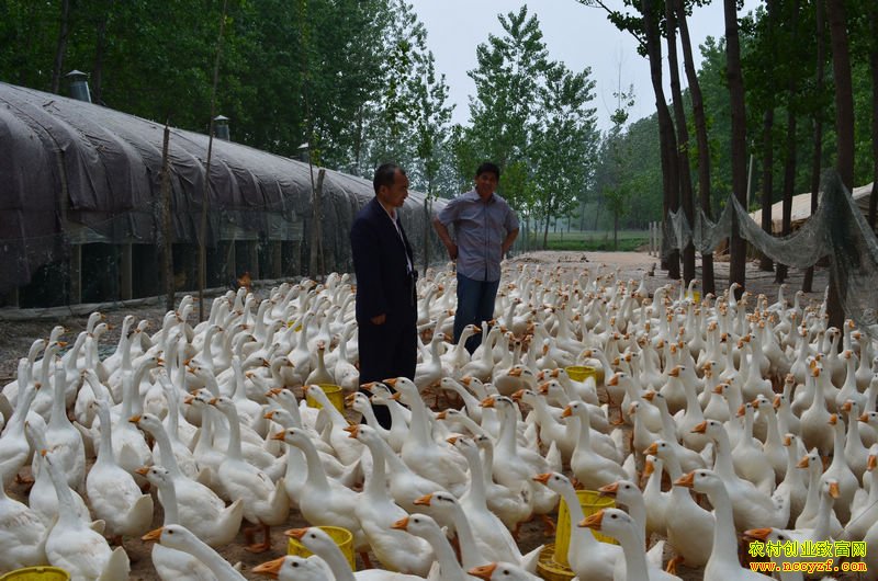 ɽ����̨�����º���ģʽ����������Ч��