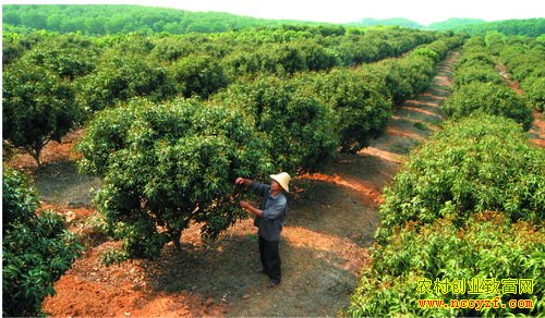 �Ĵ��ϳ䶭�ı��ֹ��� ��԰��Բũ����