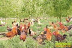 ����®��������̬��ֳ������20����Ԫ