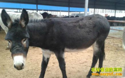 ��¿׬Ǯ��2016��¿��ֳǰ������