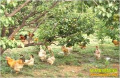 ������Ϊ�����ر�����������׬�߰���