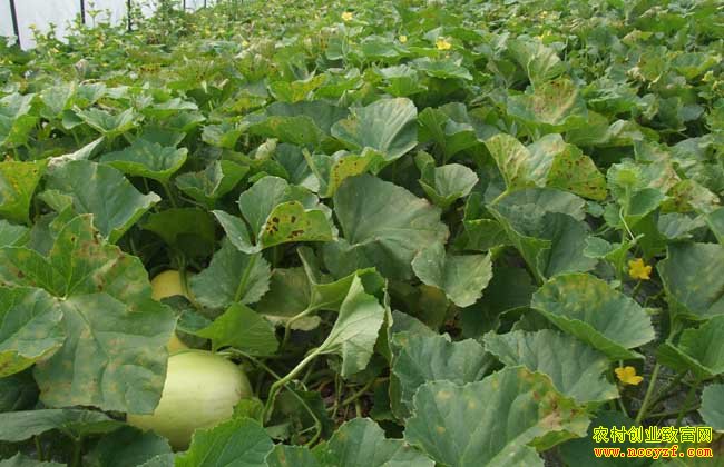 种植甜瓜怎样施肥更甜