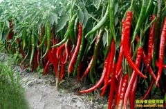 �����ֲ��������ֲ�����·���