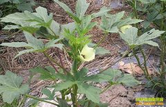 ʲô�ط��ʺ���ֲ����������������ֲ����