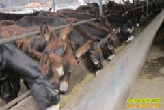 ������¿Ч���� ��¿��ֳЧ���