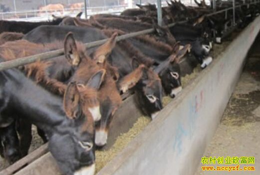 ������¿Ч���� ��¿��ֳЧ���