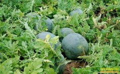 ��������½�ӹ���ũ�ҷ��������������׬����