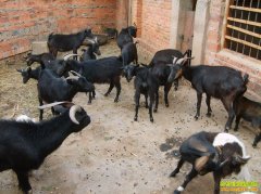 [ũ�����]�������ɽ����ֳ������Ƶ