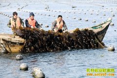 [ũ�����]�����庣����ֳ������Ƶ