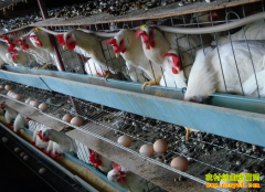 �½����˸���ֳ����������40��Ԫ�����¸�·