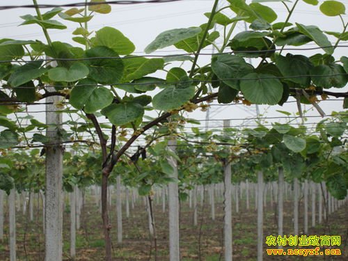 ���Ϸ���أ�������ֲ����������ũ���¸�����Ŀ