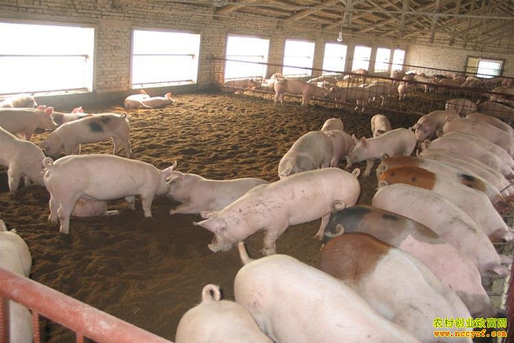 ����ᶼ�ش�ѧ�����������ҵ��׬60��Ԫ