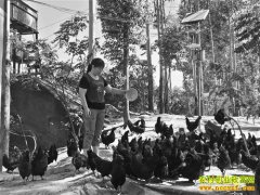 �����ɽ���Ƽ������ֳ�̿ǵ�����׬60��