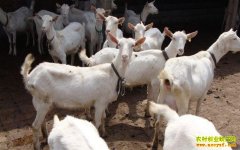 ����̫�ͷ�����ֳ���ɽ��������������