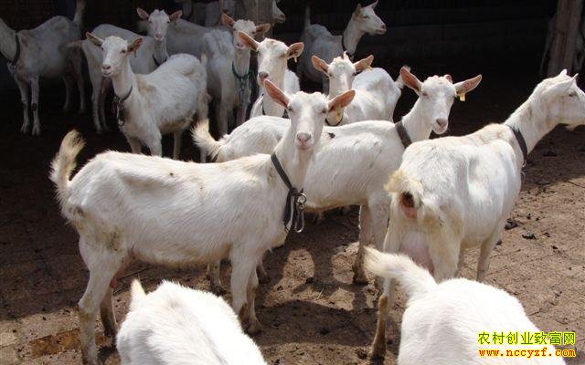 ����̫�ͷ�����ֳ���ɽ��������������