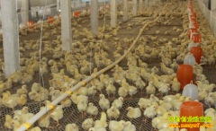 ������ι����������