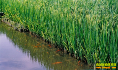 ����̩��90�����ƽ��ֳ������ʵ���¸���