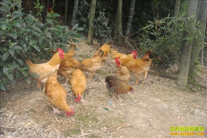 �������ɡ���������������ɽ����ɢ��������׬20��